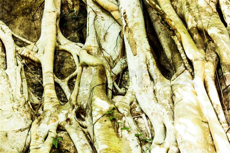 Bark of tree and roots in forest texture background, stock photo