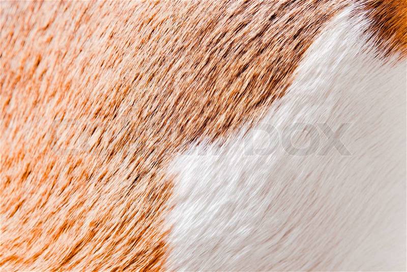 Pure healthy skin of a sleek-haired dog ( beagle ), stock photo