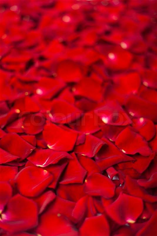 Background of beautiful red rose petals, stock photo