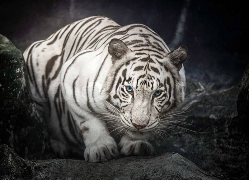 White tiger sit and on the rock, stock photo