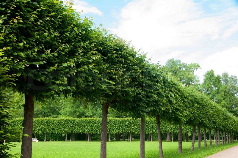 Alley of green trees trimmed square shape in the Park, stock photo