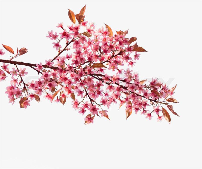 Pink cherry blossom sakura, stock photo