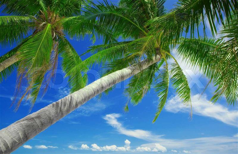 View of nice green tropical palms on blue sky back, stock photo