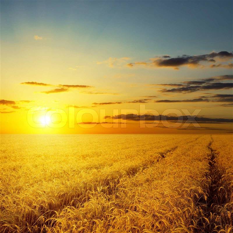 Sunset over agricultural field, stock photo