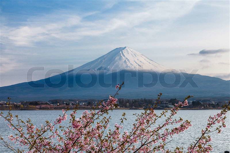 Nice and beautiful scenery of mount Fuji and pink cherry blossoms in spring time, Japan, stock photo