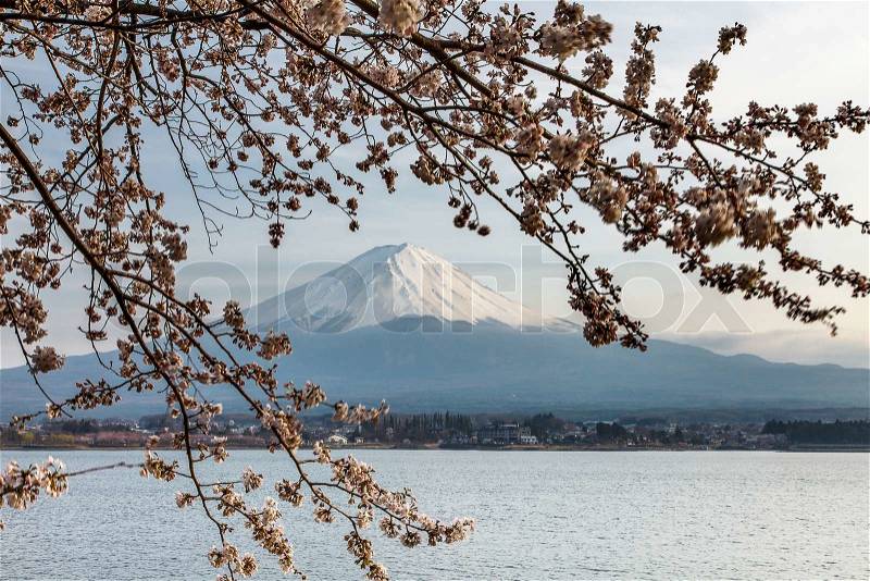 Nice and beautiful scenery of mount Fuji and cherry blossoms in spring time, Japan, stock photo