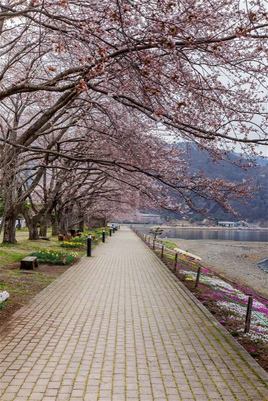 Pink cherry blossom trees along the pathway in spring, Kawaguchi Japan, stock photo