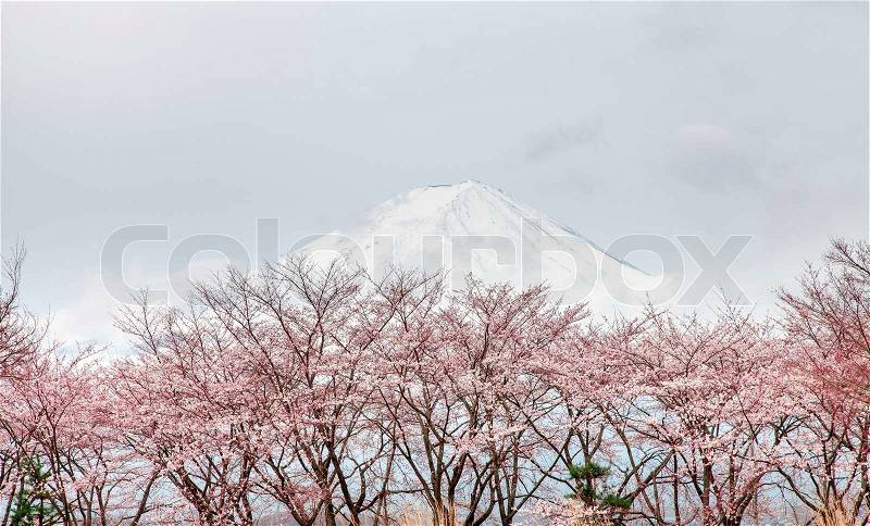 Mt fuji and pink cherry blossom tree in spring Kawaguchi lake, Japan, stock photo