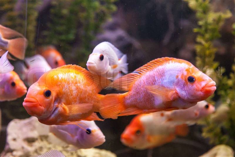 Tropical freshwater aquarium with big red fish, stock photo