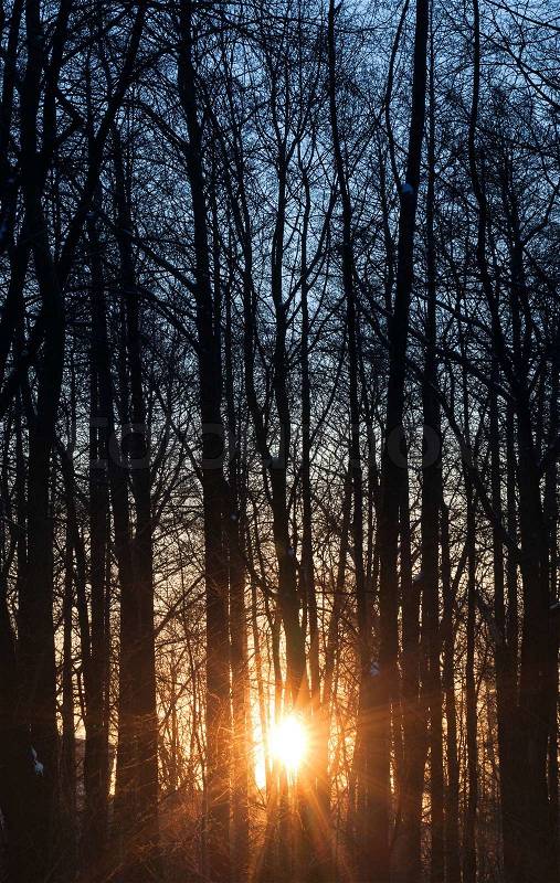 Morning Sun is shining through tall trees in the forest, stock photo