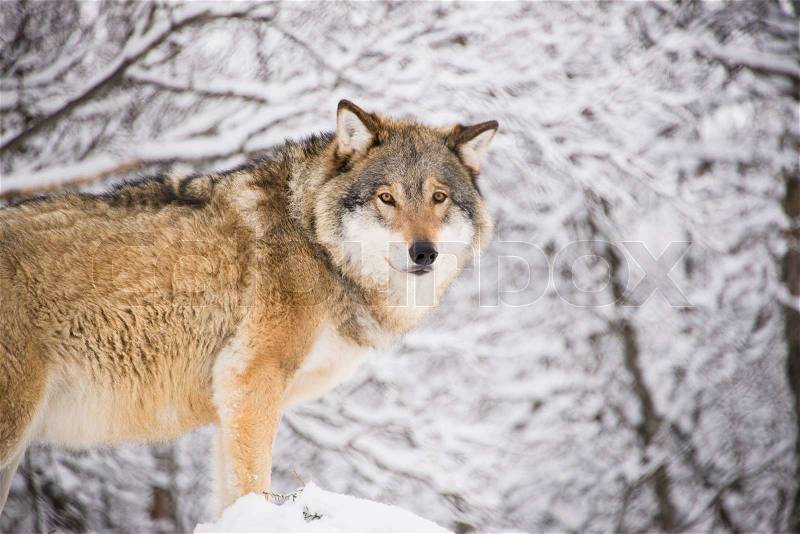 A wolf in the forest in winter, stock photo