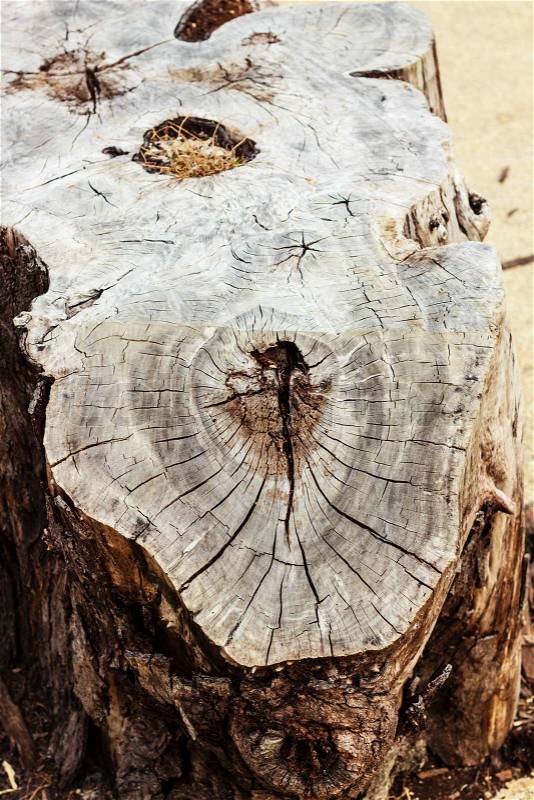 The old cracked stump in a forest , stock photo