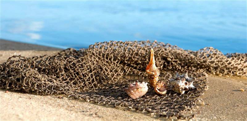 Cockleshells lie on a fishing net ashore sea , stock photo
