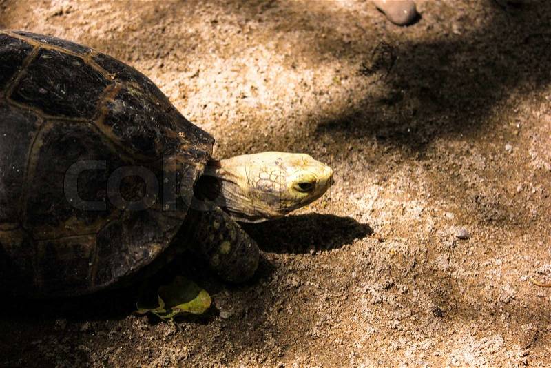 Portrait close-up turtle walk on ground, stock photo