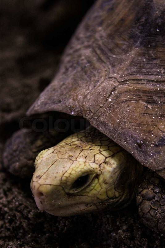 Portrait close-up turtle walk on ground, stock photo