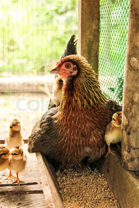 Closeup of a mother hen and protecting baby chicks, stock photo