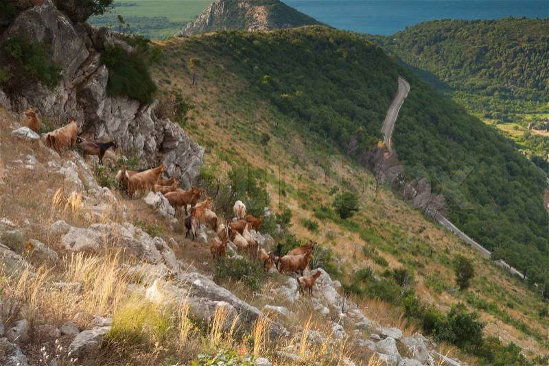 Herd of brown goats in Montenegro coastal mountains, stock photo
