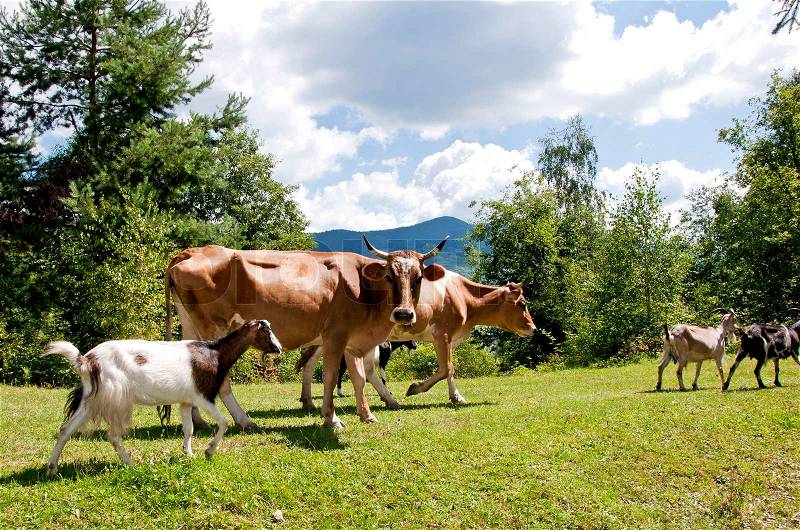 Mixed herd of cows and goat pasture a mountains, stock photo