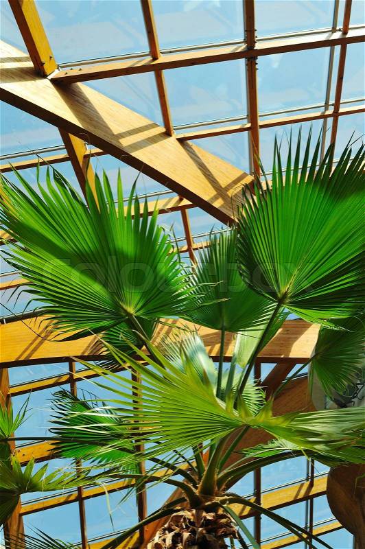 Modern home roof wood roof construction with many windows blue sky and green palm leafs, stock photo