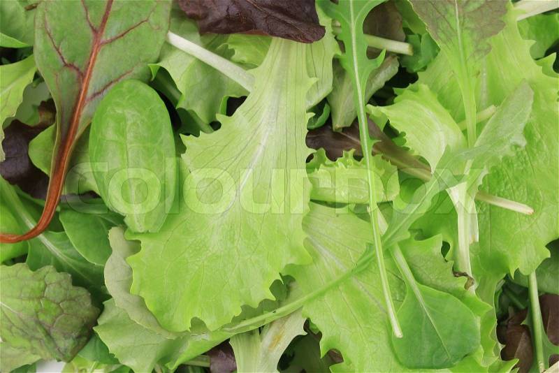 Green and Red Leaf Lettuce. Whole background, stock photo