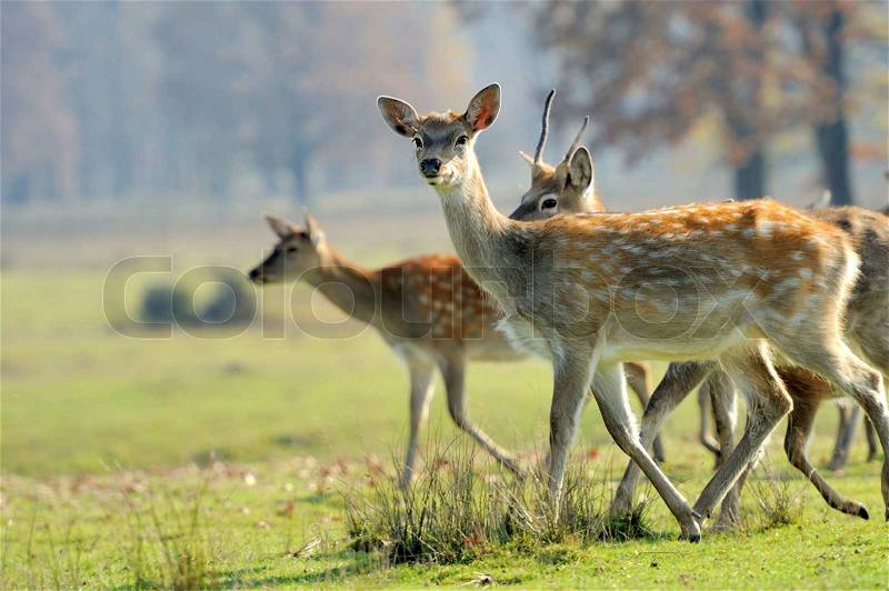 Youmg deer in autumn meadow, stock photo