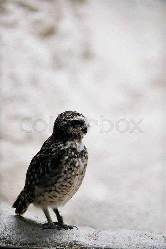 Owl, bird, animal, zoo, white, hawk, american, nature, wil, wild, stock photo