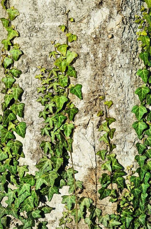Green English Ivy On The Old Tree, stock photo