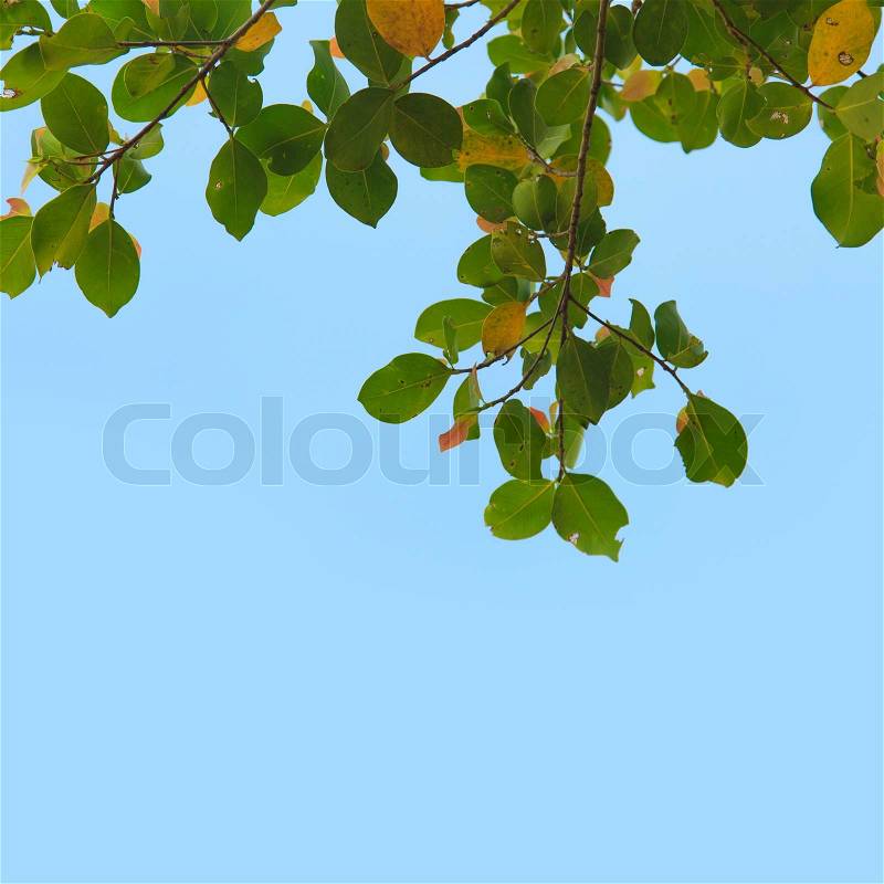 Green leaves background , stock photo