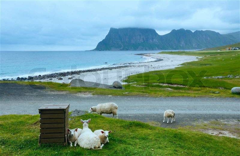 Flock of sheep near Haukland beach. Summer cloudy view. (Norway, Lofoten), stock photo