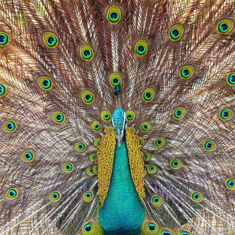 Beautiful Green Peafowl (male) with colorful tail fully open , stock photo