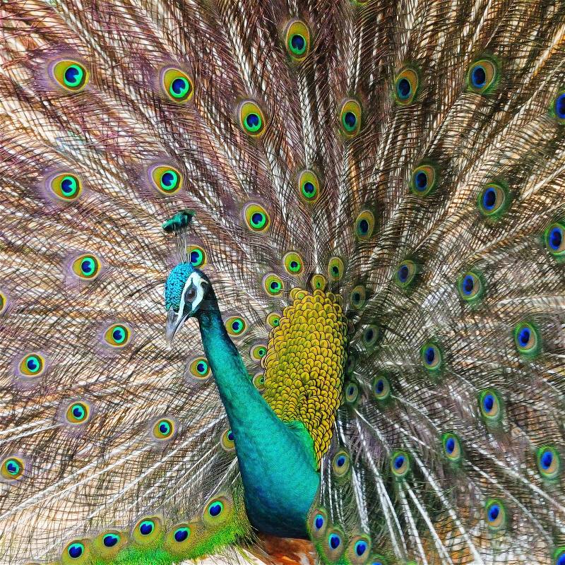 Beautiful Green Peafowl (male) with colorful tail fully open, stock photo
