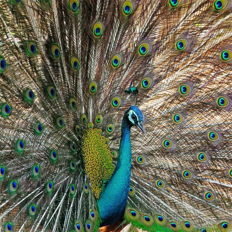 Beautiful Green Peafowl (male) with colorful tail fully open, stock photo