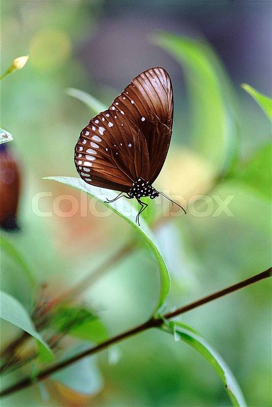 Butterfly on green leaf over green background, stock photo