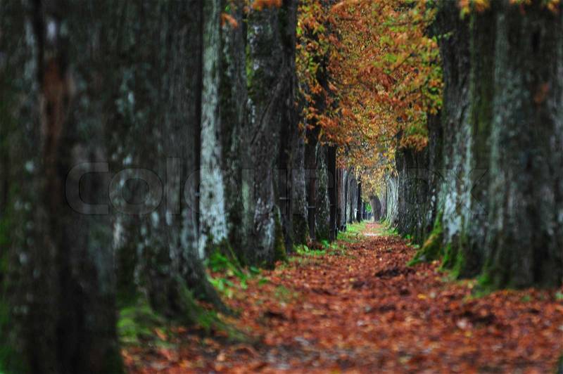 Long alley at fall autumn sesson representing infinite concept, stock photo