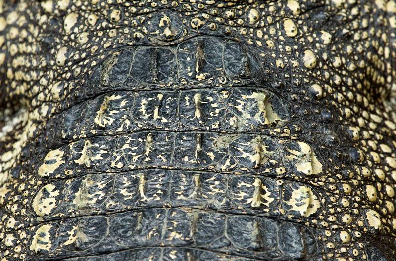 Crocodile skin texture close up, stock photo