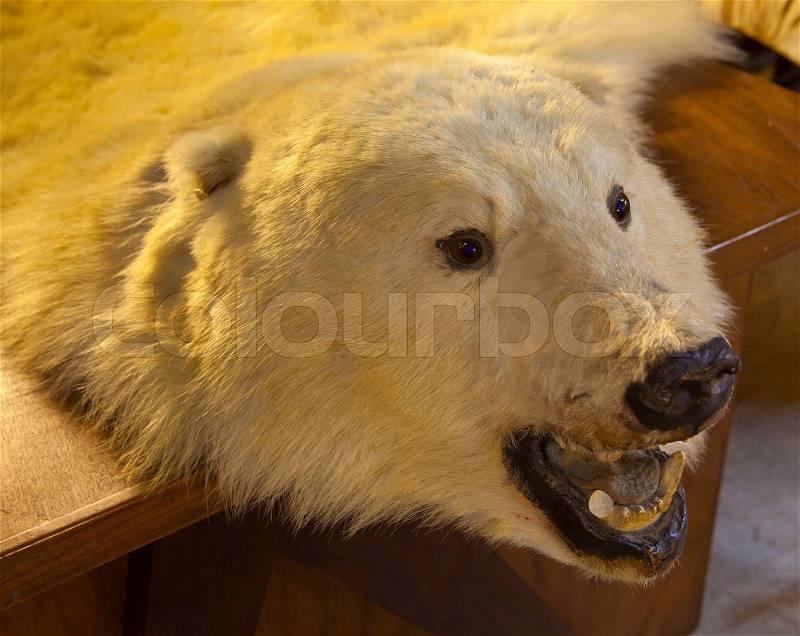 Fur of bear on the table, stock photo