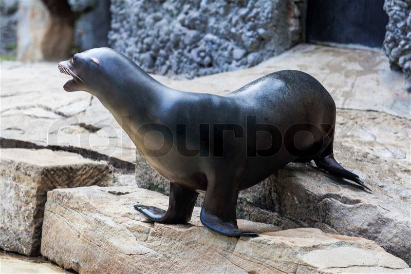 Sea Lion. Seal, stock photo