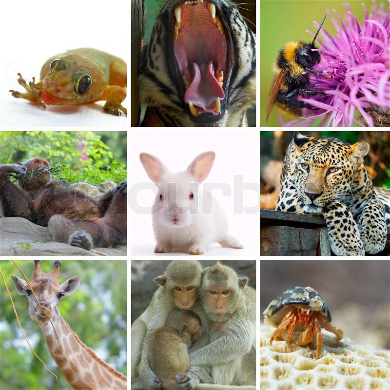 Animal theme photo collage composed of few images, stock photo