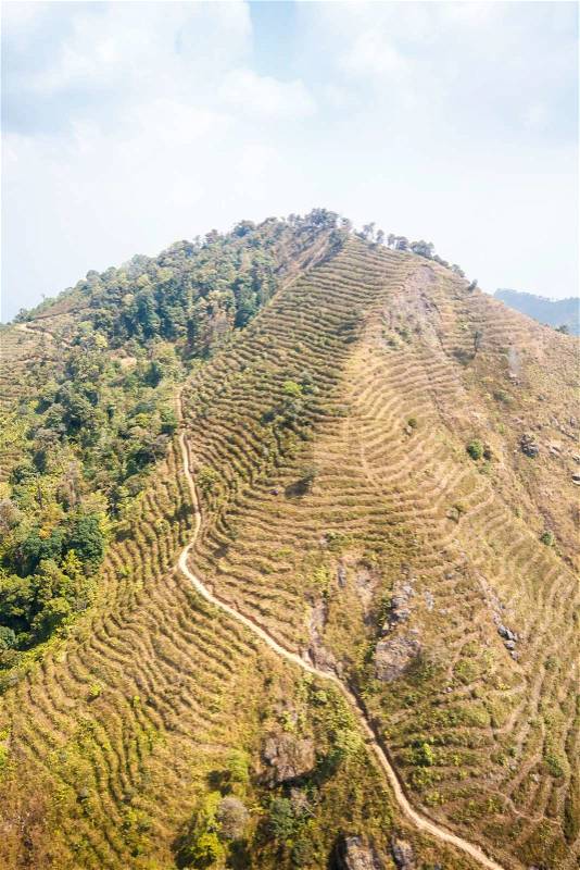 New planting forest after destroyed in thailand from aerial view, stock photo