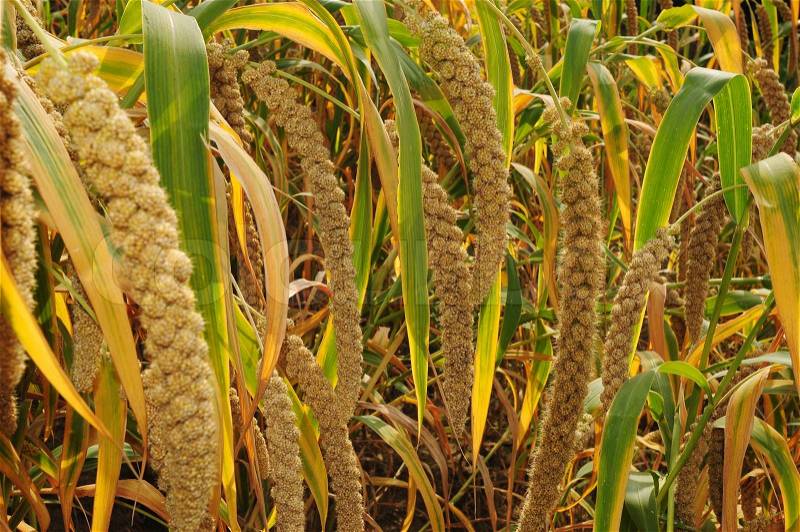 Ripe millet crops in the fields in autumn, stock photo