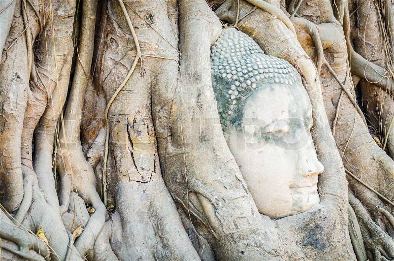 Buddha head statue under root tree in ayutthaya Thailand, stock photo