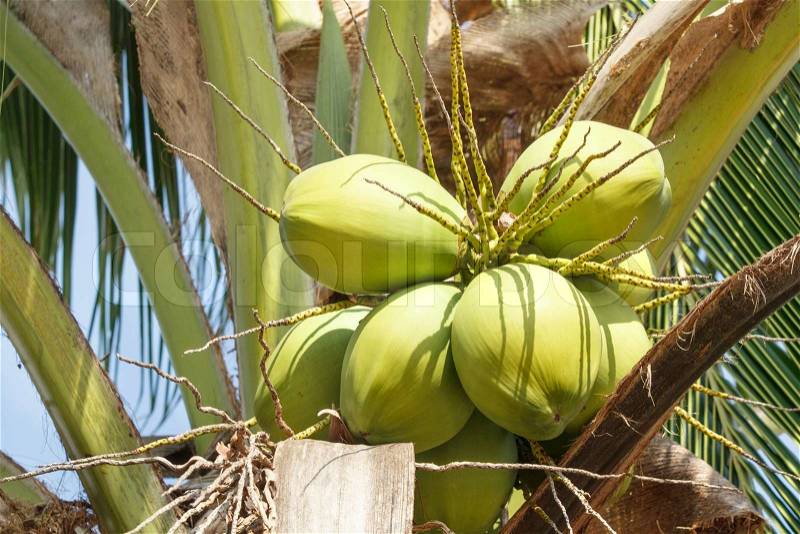 Green coconut at tree, stock photo
