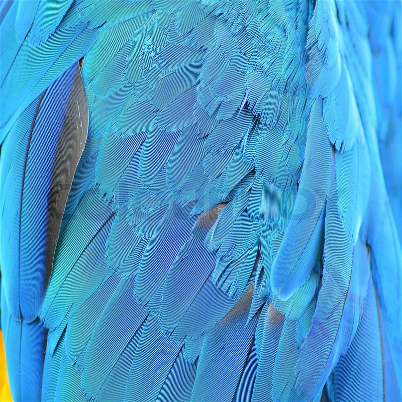 Colorful feathers, Harlequin Macaw feathers background texture, stock photo