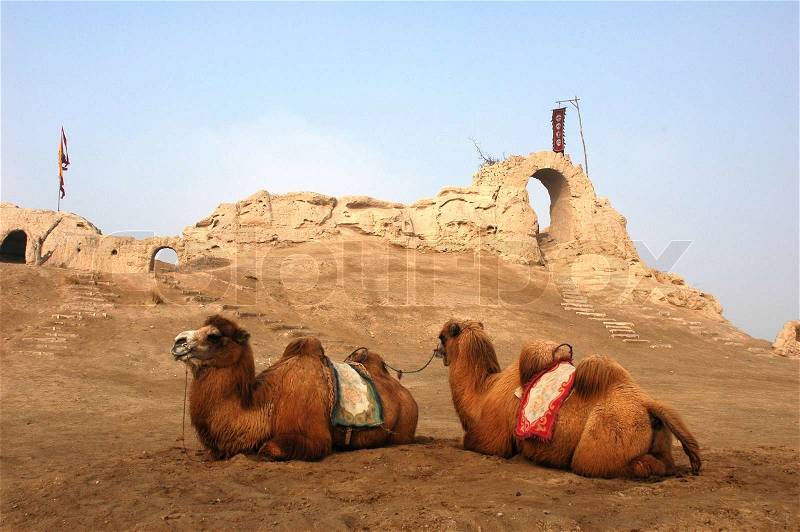 Camels sitting at the relics of an ancient castle, stock photo