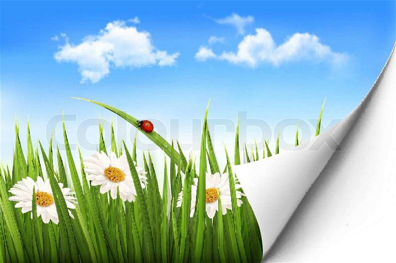 Spring background with flowers, grass and a ladybug. Vector, vector