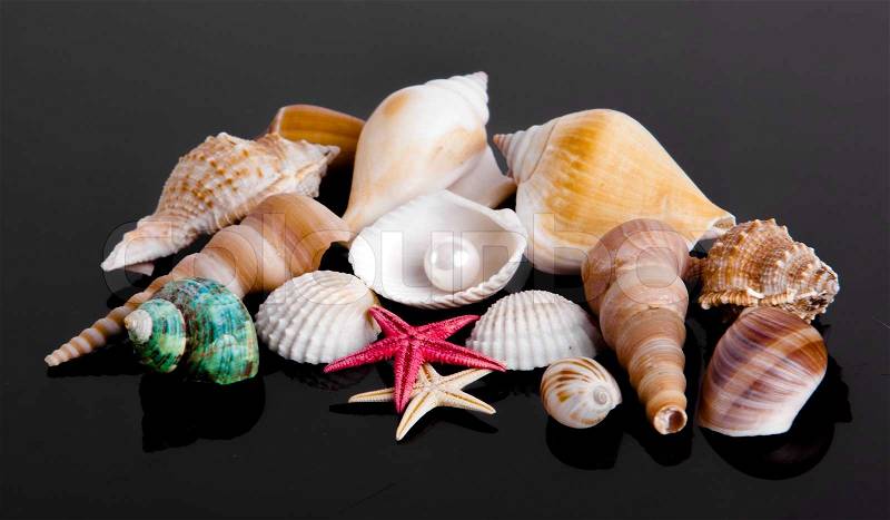 The exotic sea shell . treasure from the sea on black background, stock photo