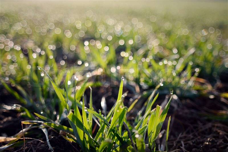 Green young barley grass in the morning with dew drops, stock photo