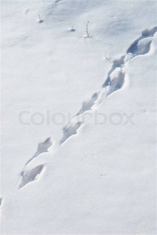 Trace of the birds in the snow, stock photo