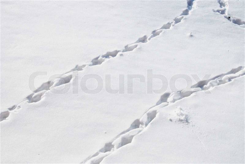 Trace of the birds in the snow, stock photo