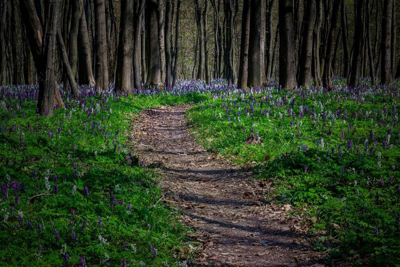 Mystical path in a dark forest in spring, stock photo
